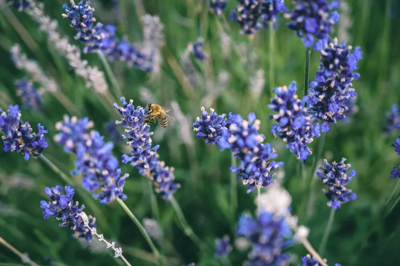 薰衣草花丛中的勤劳蜜蜂