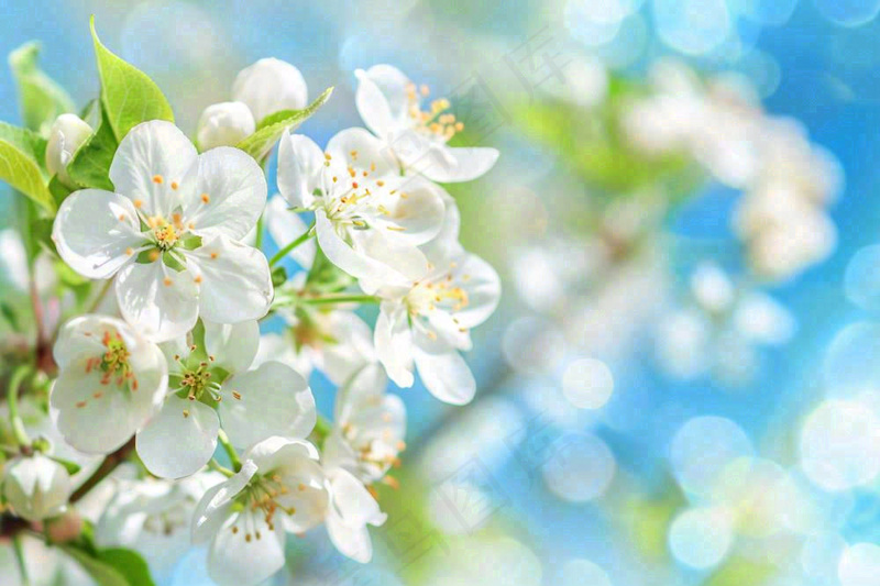 立春白花梨花花朵春意蓝天背景春分惊蛰摄影图