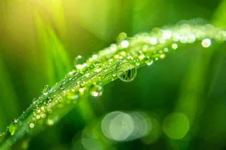 春天草丛叶片上挂满露珠雨滴立春春分雨水谷雨摄影图