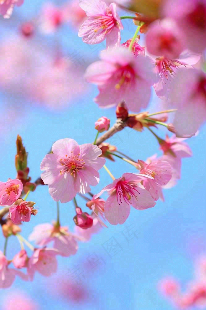春天樱花盛开粉色浪漫唯美立春春分惊蛰摄影图