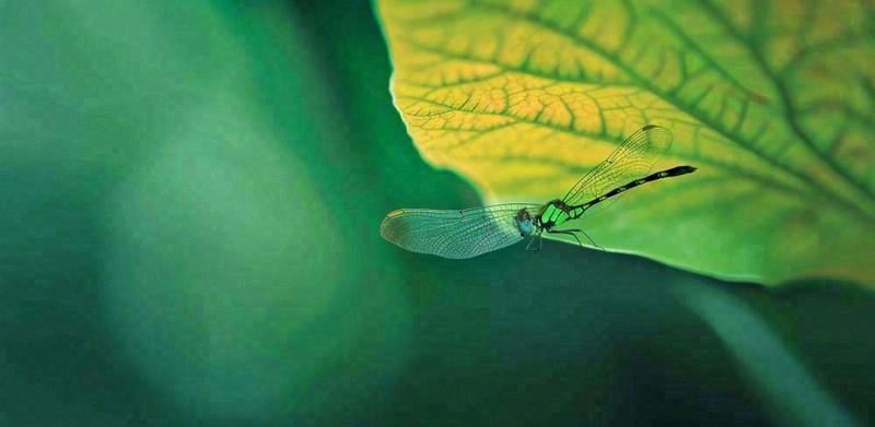 绿叶上的蜻蜓春天夏天春分立夏摄影图