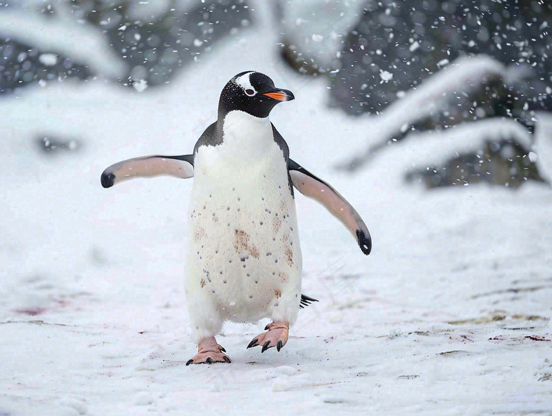冰雪天地的企鹅寒冷动物摄影图