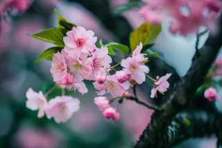 春日樱花花朵摄影图