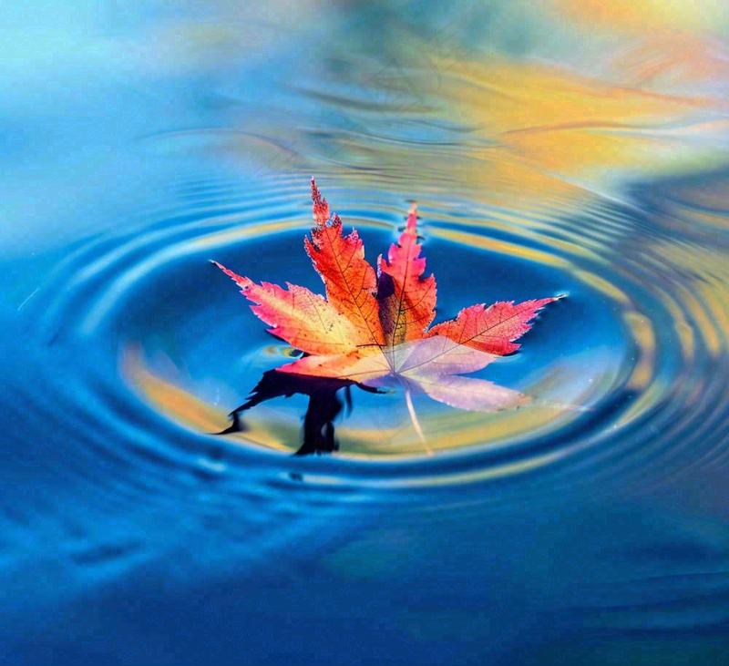 水面飘着的落叶枫叶秋天蓝色水面立秋寒露秋分摄影图