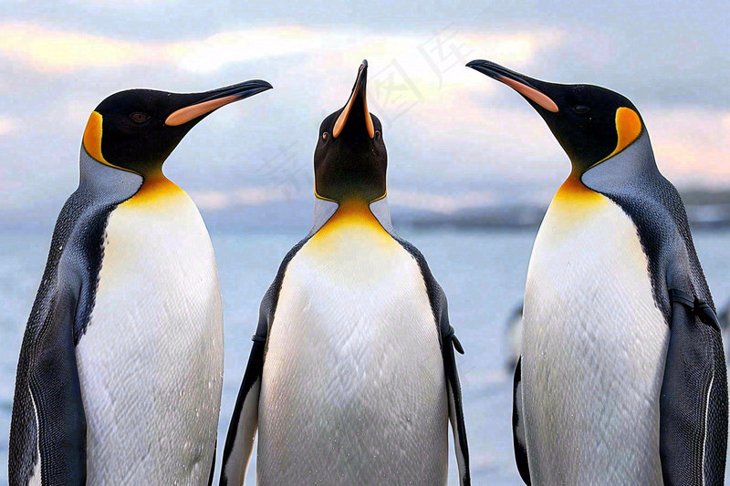 冰雪天地的企鹅寒冷动物摄影图