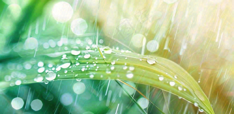 雨水飘打在绿叶叶片上春天雨水谷雨摄影图