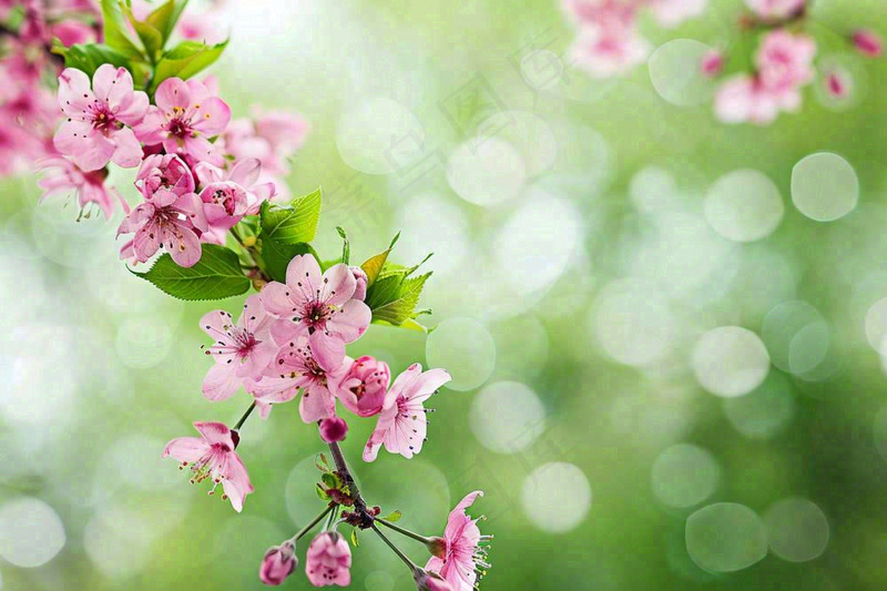 立春粉色花朵树枝绿色背景春分惊蛰摄影图