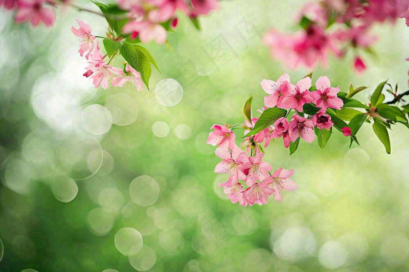 立春粉色花朵树枝绿色背景春分惊蛰摄影图