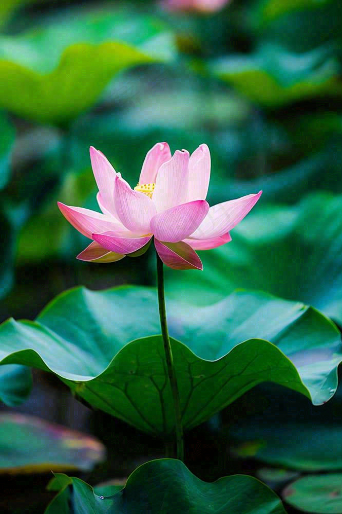 夏日池塘荷花盛开清凉唯美翠绿摄影图