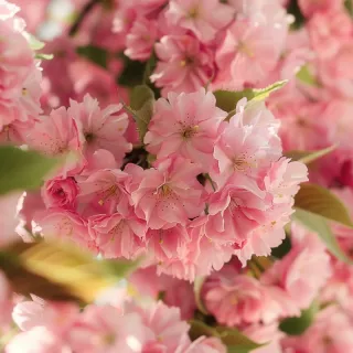 春日樱花花朵摄影图