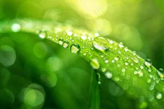 春天草丛叶片上挂满露珠雨滴立春春分雨水谷雨摄影图