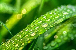 春天草丛叶片上挂满露珠雨滴立春春分雨水谷雨摄影图