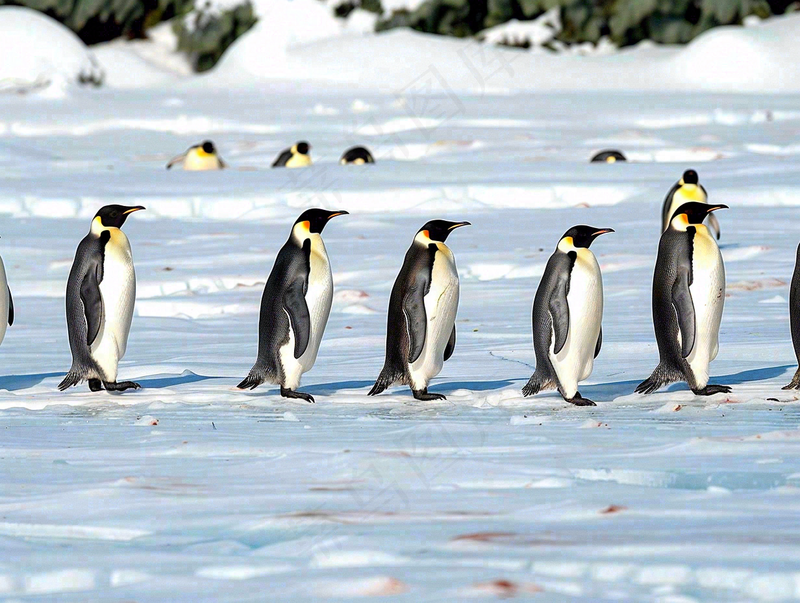 冰雪天地的企鹅寒冷动物摄影图