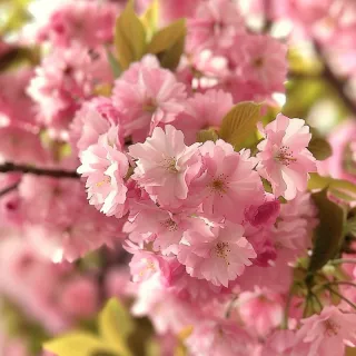 春日樱花花朵摄影图