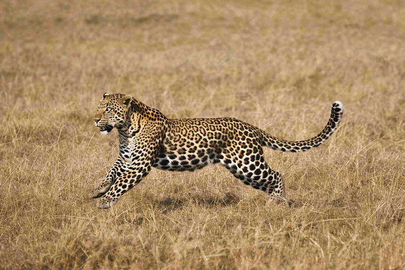 草原上的猎豹国家保护动物非洲摄影图