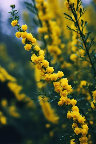 春天小黄花绿枝摄影图