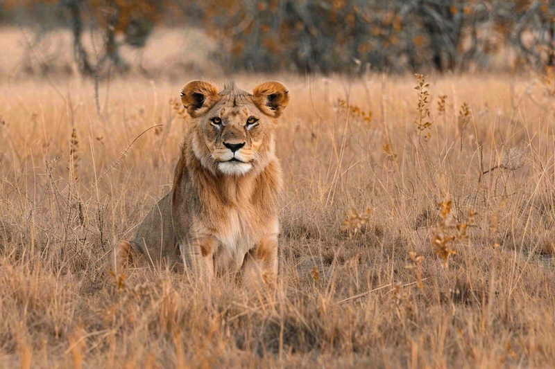 狮子雄狮动物非洲大草原保护动物摄影图