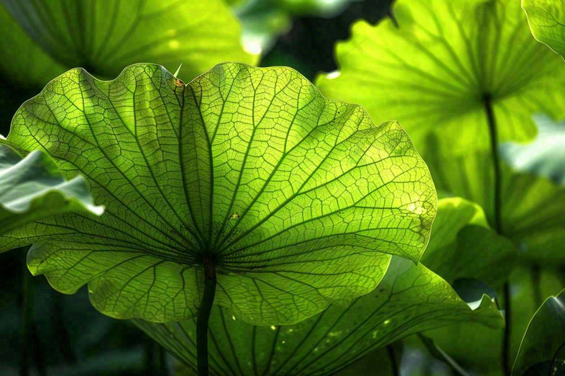 夏日荷叶阳光下遮阳绿意夏至立夏处暑摄影图