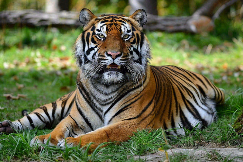 老虎动物园草地上趴着的老虎摄影图