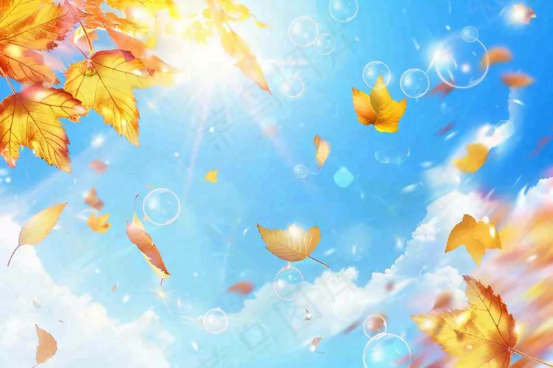 秋天黄色枫叶落叶蓝天白云刺眼阳光立秋秋分处暑背景