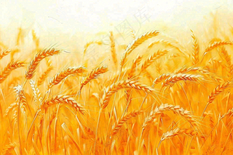 金黄的麦田小麦麦穗芒种秋收秋分摄影图