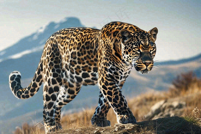 草原上的猎豹国家保护动物非洲摄影图