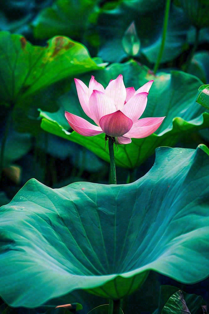 夏日池塘荷花盛开清凉唯美翠绿摄影图