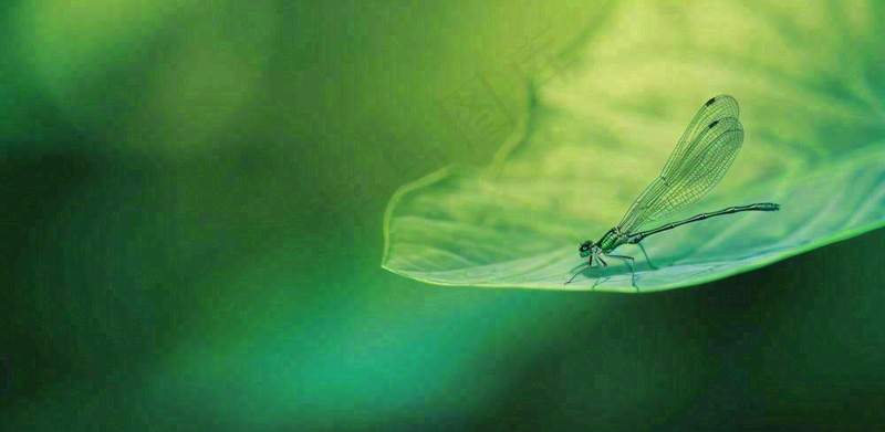 绿叶上的蜻蜓春天夏天春分立夏摄影图