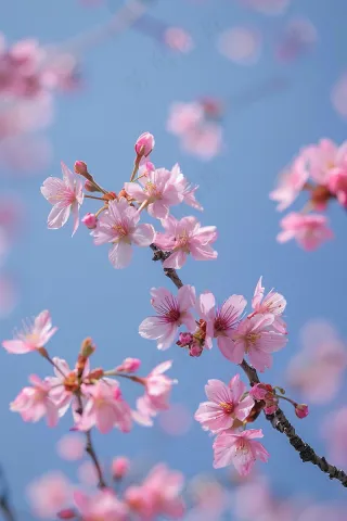 春日樱花花朵摄影图