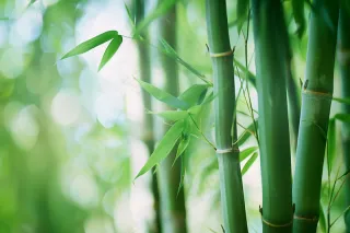 春夏竹林绿色清凉摄影图