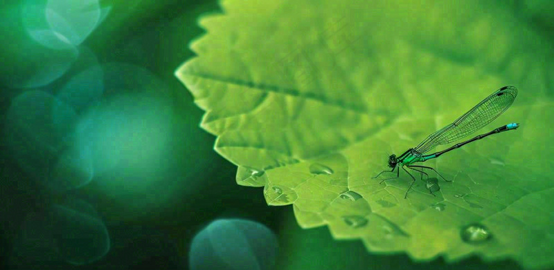 绿叶上的蜻蜓春天夏天春分立夏摄影图