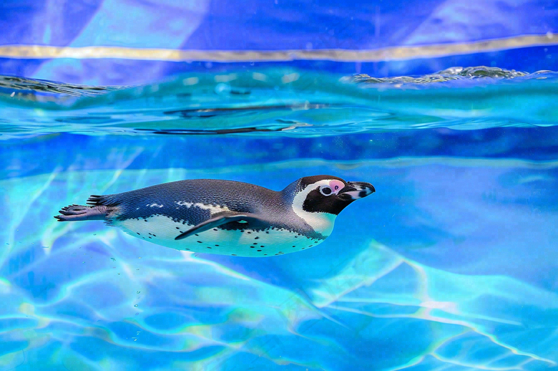 动物园海洋世界企鹅游泳池嬉水动物摄影图