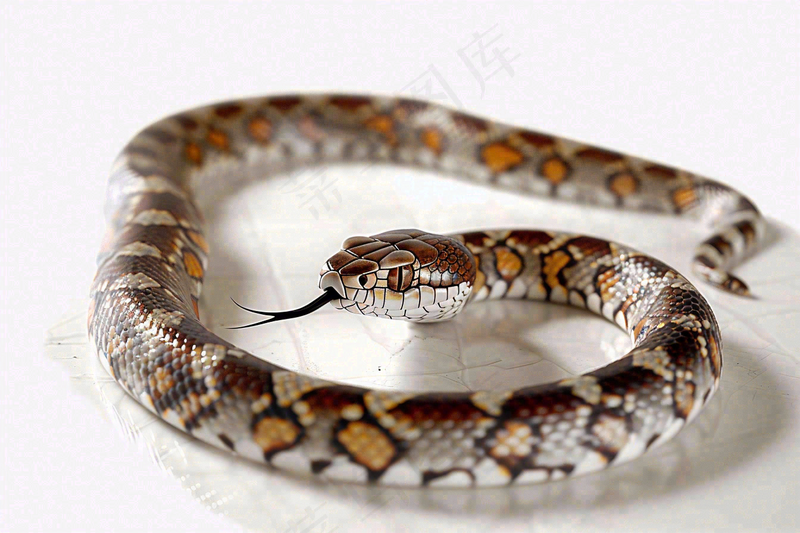 蛇爬行动物白色背景摄影图