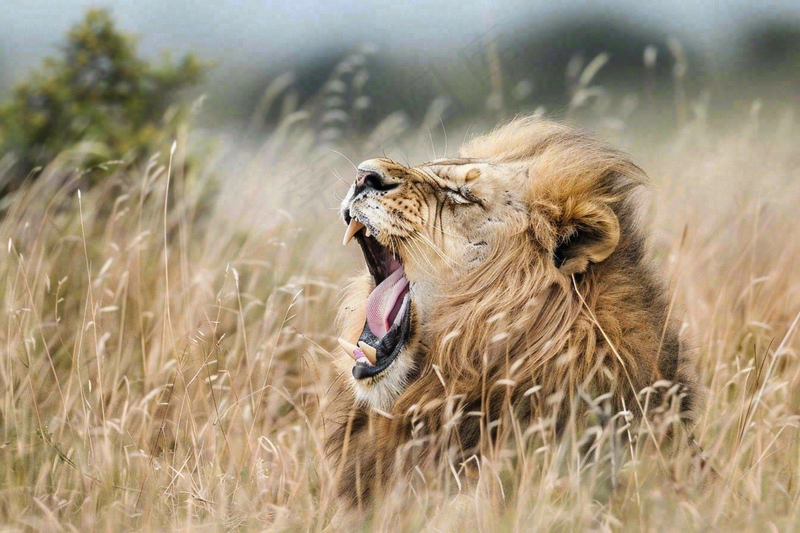 狮子雄狮动物非洲大草原保护动物摄影图