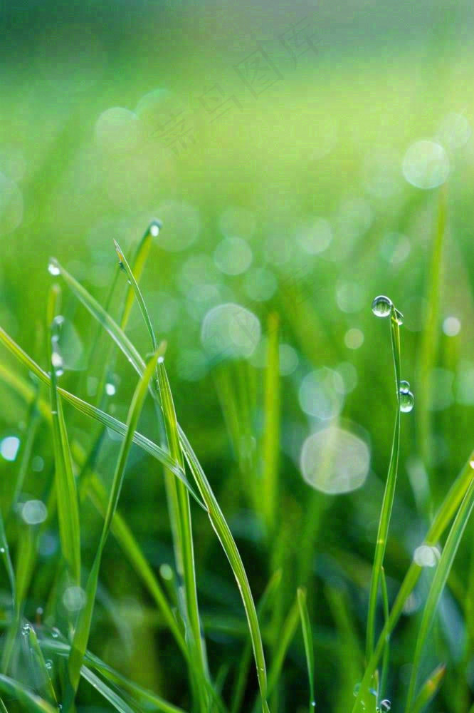 春天绿草地草坪绿叶上的露珠清晨立春惊蛰谷雨摄影图