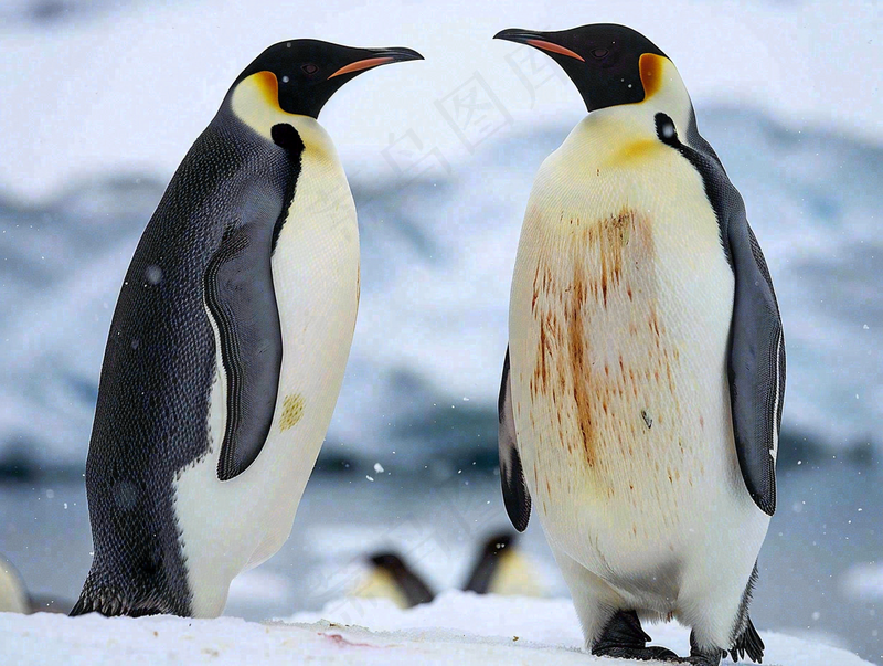 冰雪天地的企鹅寒冷动物摄影图