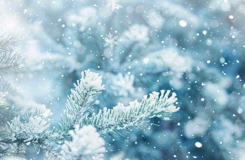 冬天松树上挂满了白雪雾凇立冬霜降冬至大雪摄影图