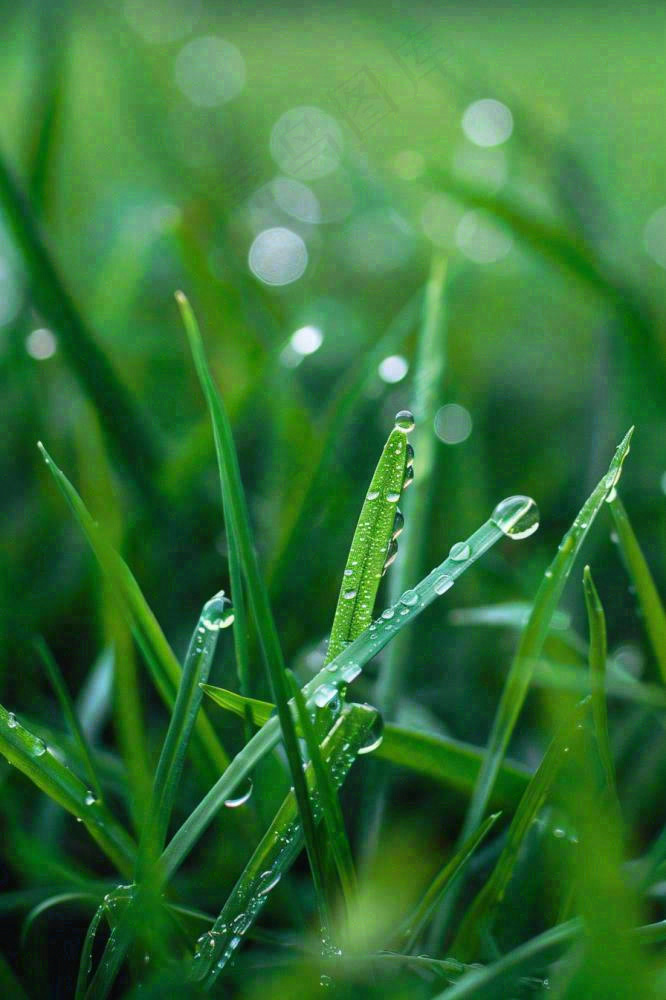 春天绿草地草坪绿叶上的露珠清晨立春惊蛰谷雨摄影图