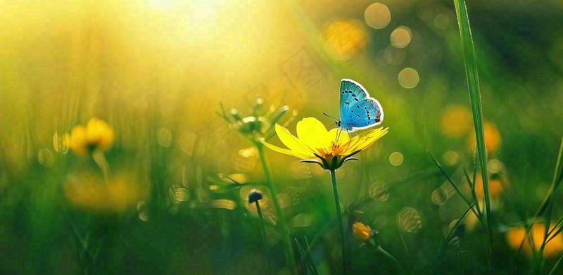 春暖花开阳光下花朵上的蝴蝶立春春分惊蛰摄影图