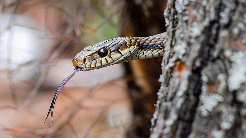 蛇盘踞在树枝上吐舌头爬行动物摄影图
