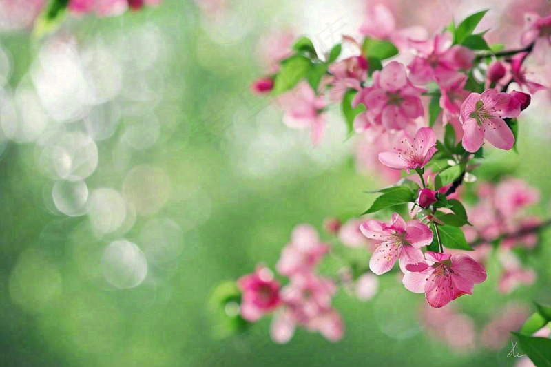 立春粉色花朵树枝绿意绿色背景春分惊蛰摄影图