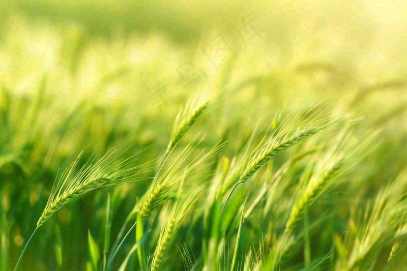 绿色小麦田麦穗粮食生长小满芒种摄影图