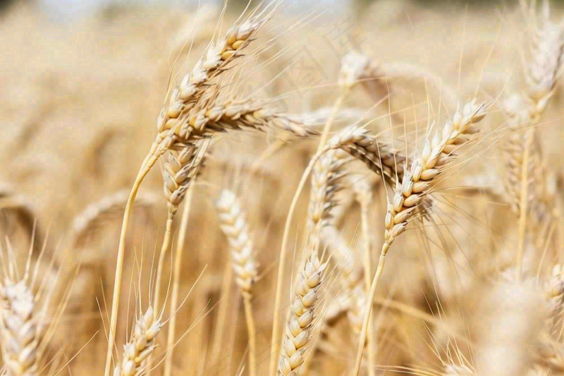 金黄成熟的小麦麦穗农田芒种秋天丰收摄影图