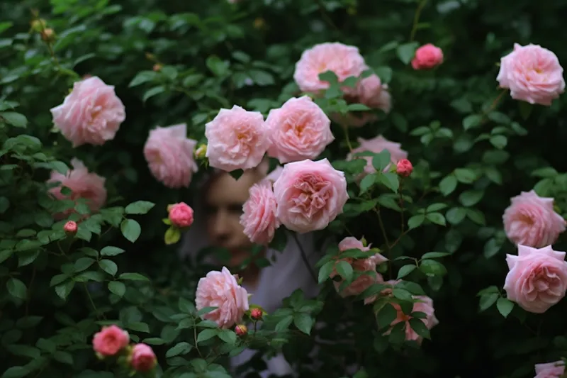 玫瑰花园蔷薇鲜花摄影图