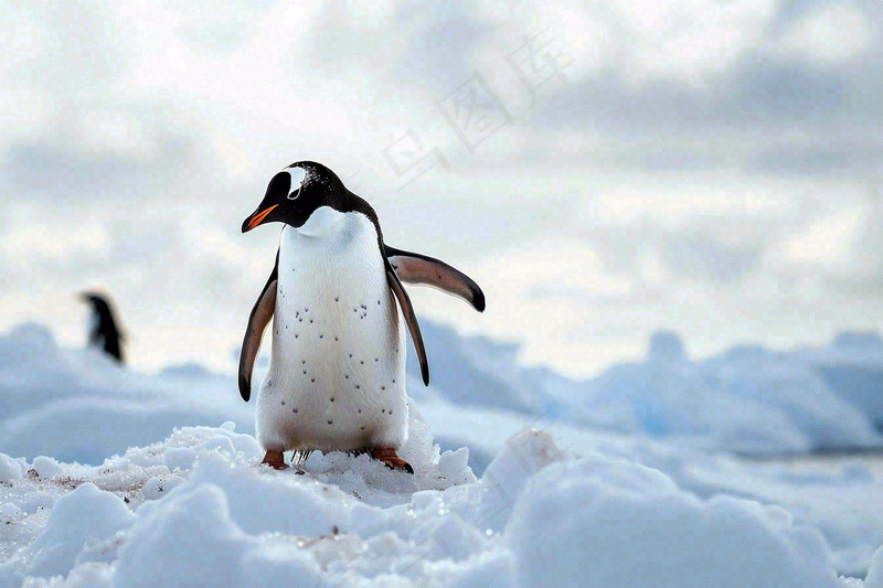 冰雪天地的企鹅寒冷动物摄影图