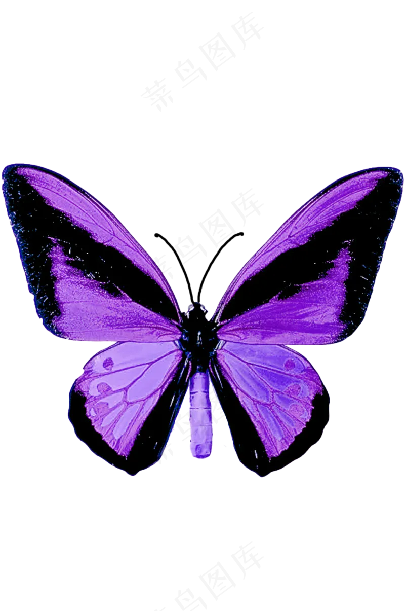 紫色蝴蝶 免抠