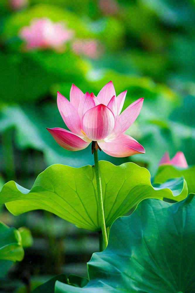 夏日池塘荷花盛开清凉唯美翠绿摄影图