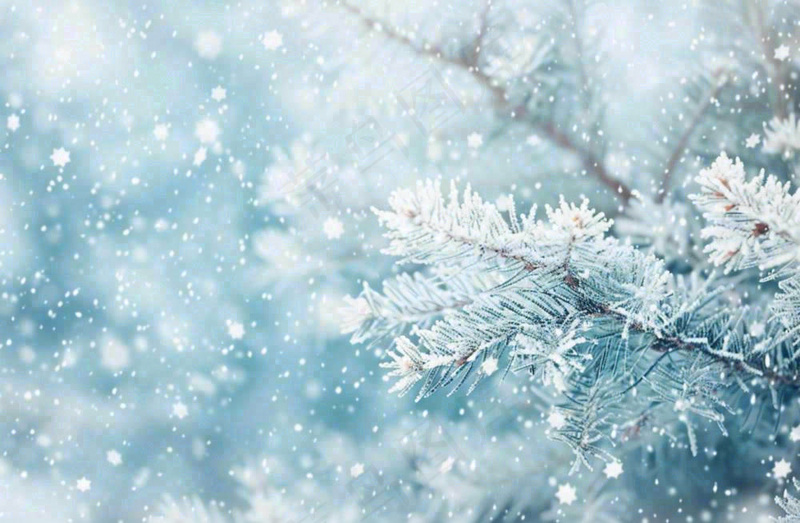 冬天松树上挂满了白雪雾凇立冬霜降冬至大雪摄影图