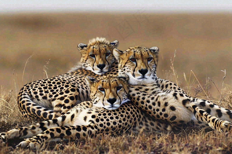 草原上的猎豹国家保护动物非洲摄影图