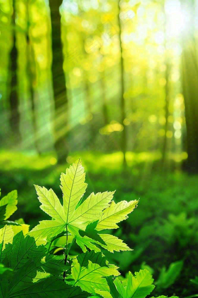 阳光绿叶森林大自然风景绿意春分夏至立夏清新摄影图